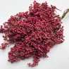 Price: €2.45 - Peruanische Pfefferbaum (Schinus molle) - 