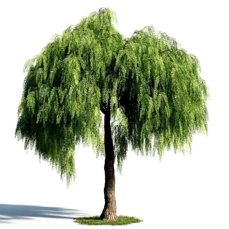 Peruanische Pfefferbaum (Schinus molle)