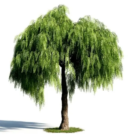 Semillas de Arbol De La Pimienta (Schinus molle)