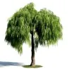 Semillas de Arbol De La Pimienta (Schinus molle)