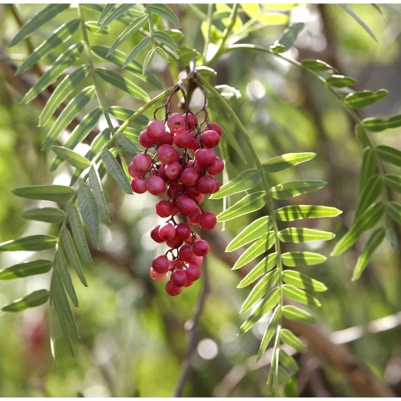 Semillas de Arbol De La Pimienta (Schinus molle)