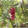 Price: €2.45 - Peruanische Pfefferbaum (Schinus molle) - 