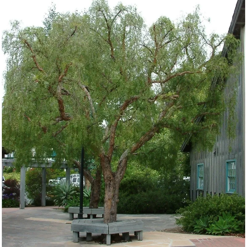 Semillas de Arbol De La Pimienta (Schinus molle)