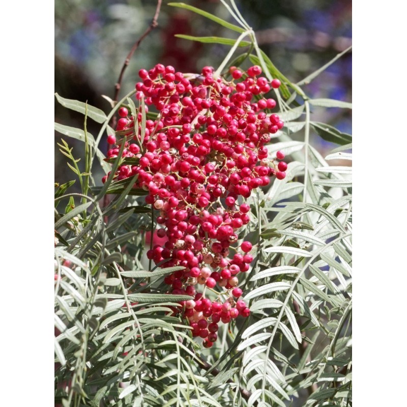 Price: €2.45 - Peruanische Pfefferbaum (Schinus molle) - 