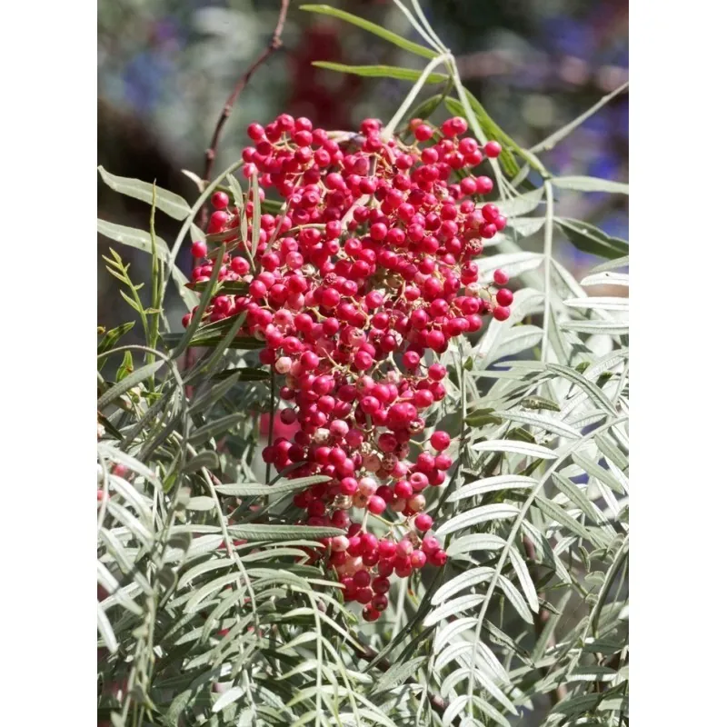 Semillas de Arbol De La Pimienta (Schinus molle)