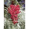 Price: €2.45 - Peruanische Pfefferbaum (Schinus molle) - 
