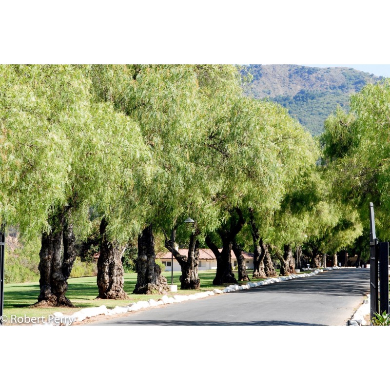 Price: €2.45 - Drvo bibera Seme (Schinus molle) - 
