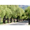Price: €2.45 - Drvo bibera Seme (Schinus molle) - 