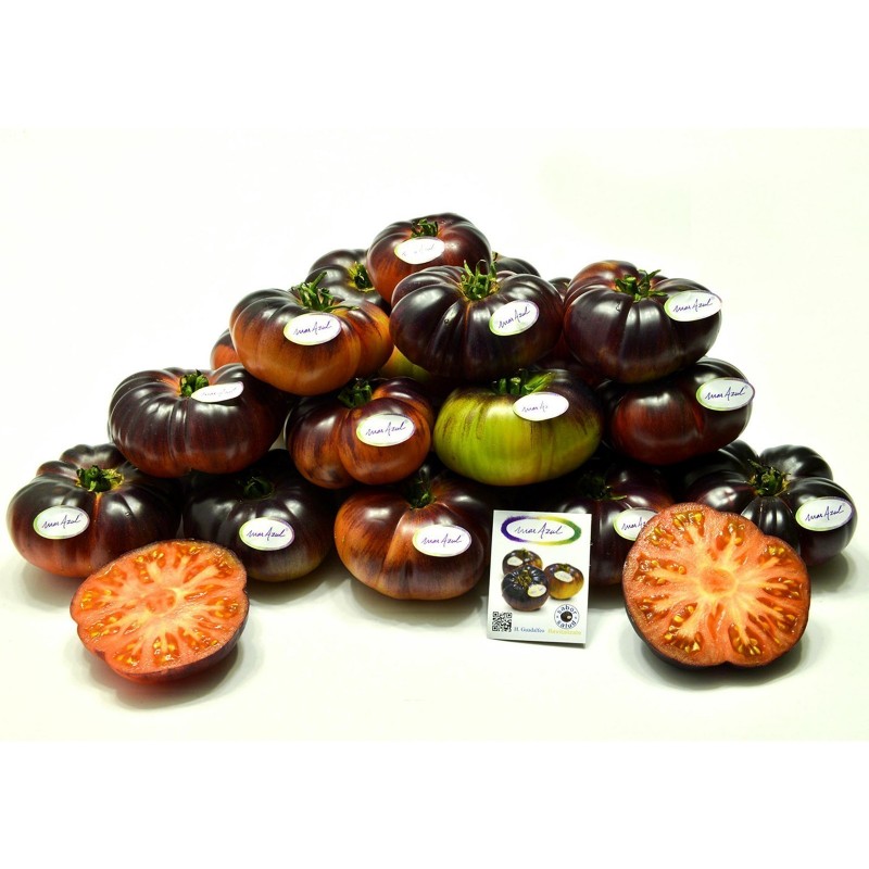 Sementes de tomate Mar Azul | 2,45 €