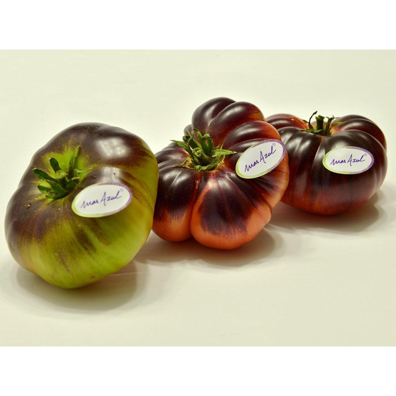 Semillas de tomate Mar Azul