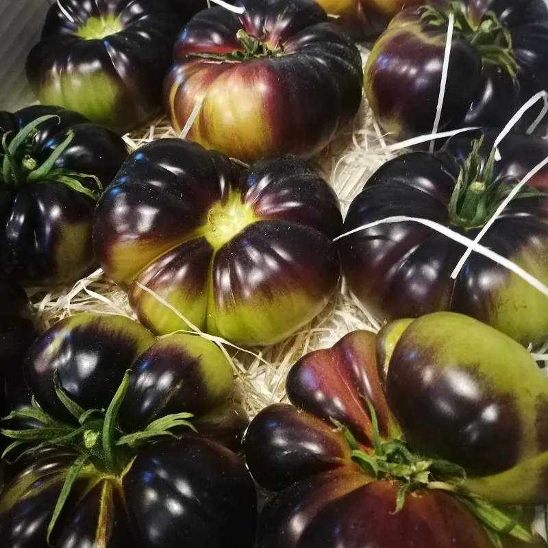 Mar Azul tomato seeds