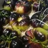 Mar Azul tomato seeds