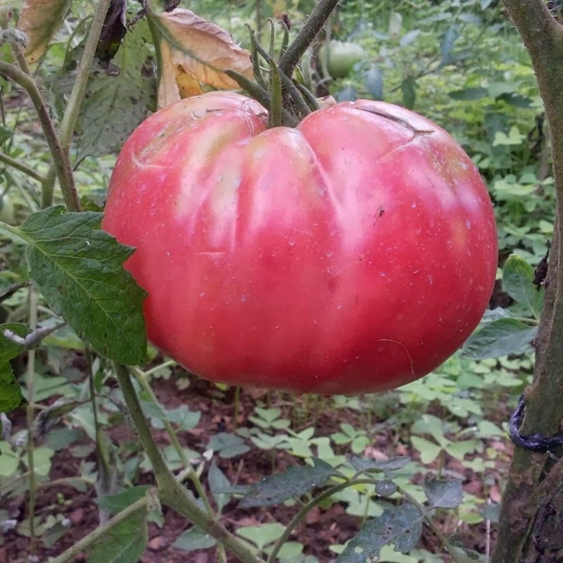 Price: €1.95 - Tres Cantos Beefsteak Tomato Seeds - Seeds Gallery