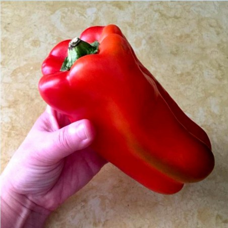Price: €1.8 - Semillas de pimiento dulce Largo de Reus - Seeds Gallery