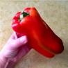 Price: €1.8 - Semi di peperone dolce Largo de Reus - Seeds Gallery