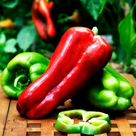 Price: €1.8 - Semillas de pimiento dulce Largo de Reus - Seeds Gallery
