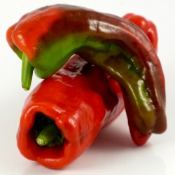Price: €1.75 - Kristal seme Spanske slatke paprike - Seeds Gallery