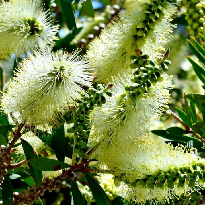 Nasiona melaleuki bladej Lemon Bottlebrush (Melaleuca pallida) - 2.25