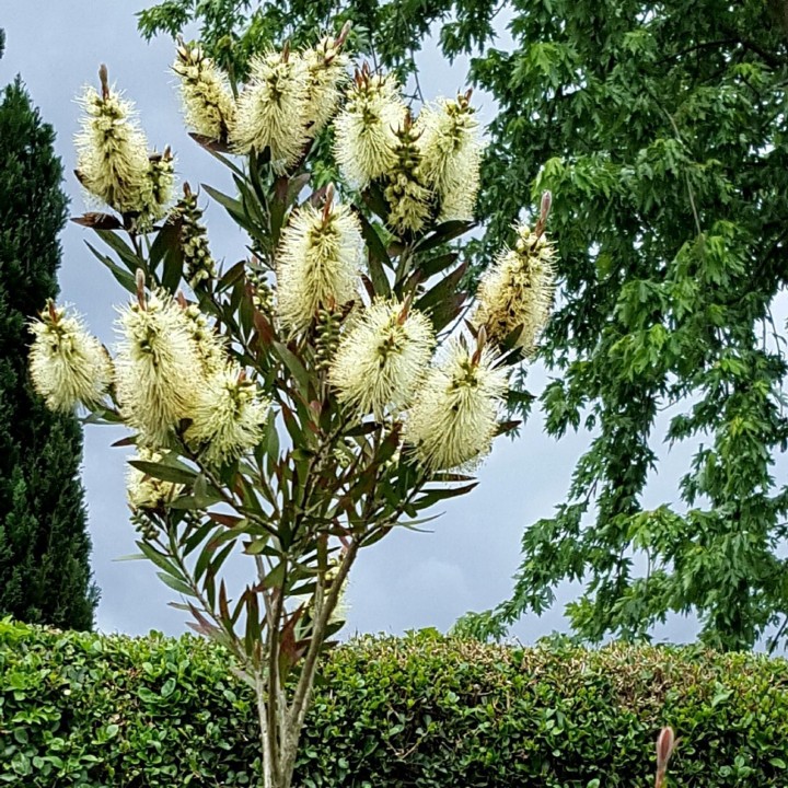 Nasiona melaleuki bladej Lemon Bottlebrush (Melaleuca pallida) - 2.25