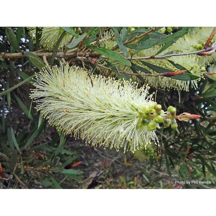 Nasiona melaleuki bladej Lemon Bottlebrush (Melaleuca pallida) - 2.25