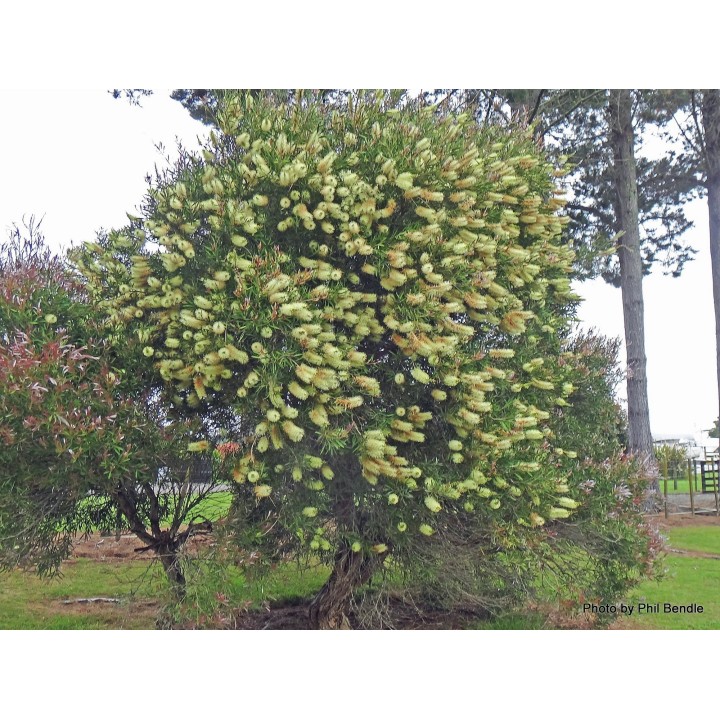 Nasiona melaleuki bladej Lemon Bottlebrush (Melaleuca pallida) - 2.25