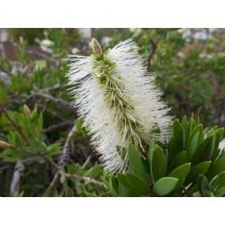 Λεμόνι Bottlebrush σπόροι (Melaleuca pallida) 2.5 - 5
