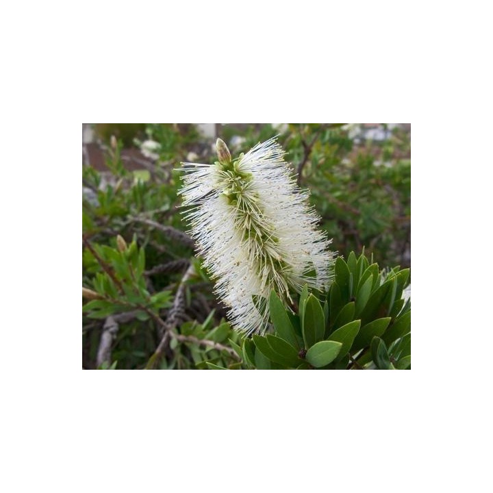 Nasiona melaleuki bladej Lemon Bottlebrush (Melaleuca pallida) - 2.25