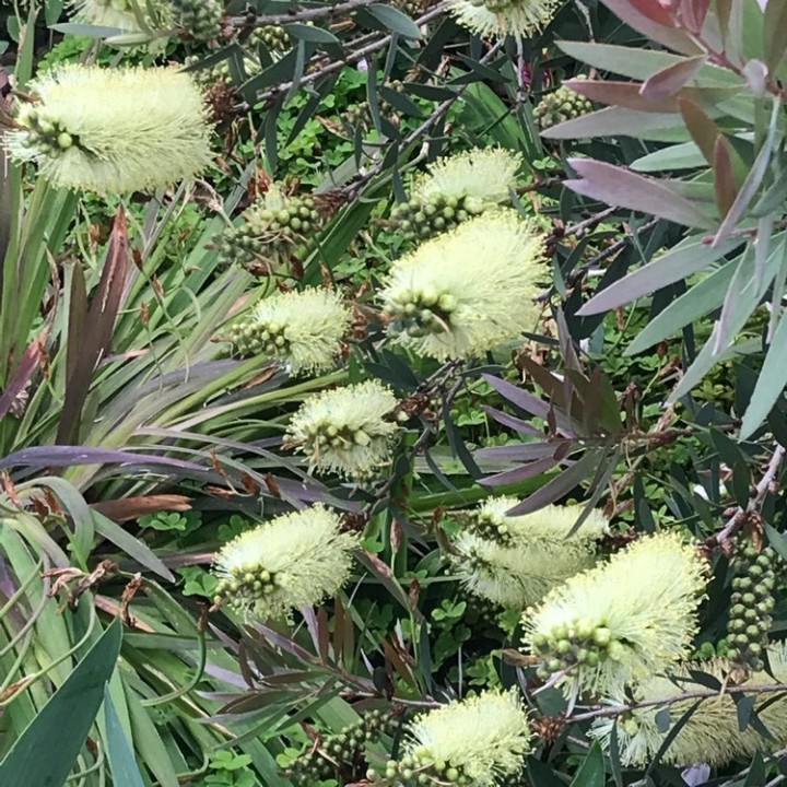 Nasiona melaleuki bladej Lemon Bottlebrush (Melaleuca pallida) - 2.25
