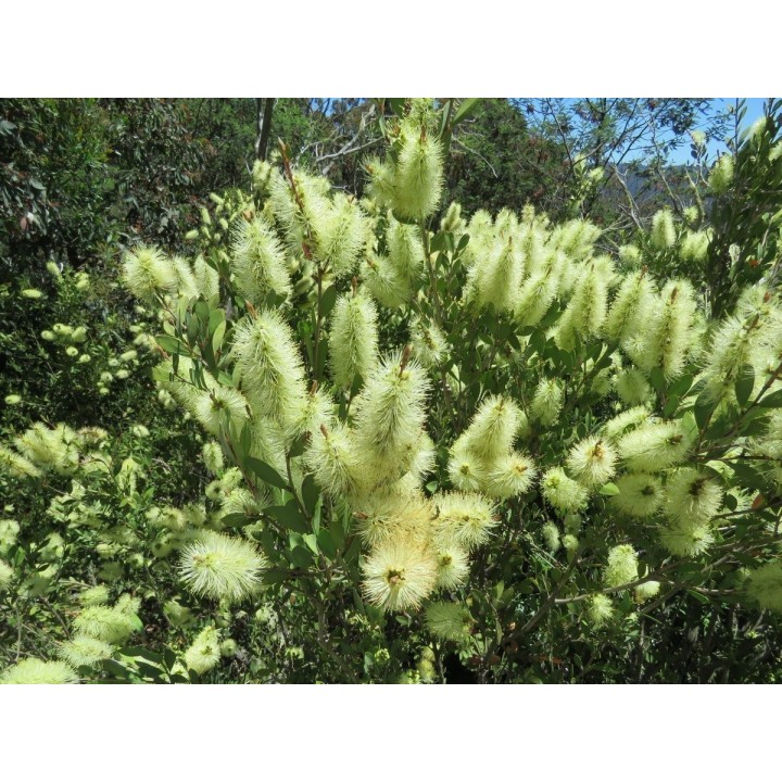 Nasiona melaleuki bladej Lemon Bottlebrush (Melaleuca pallida) - 2.25
