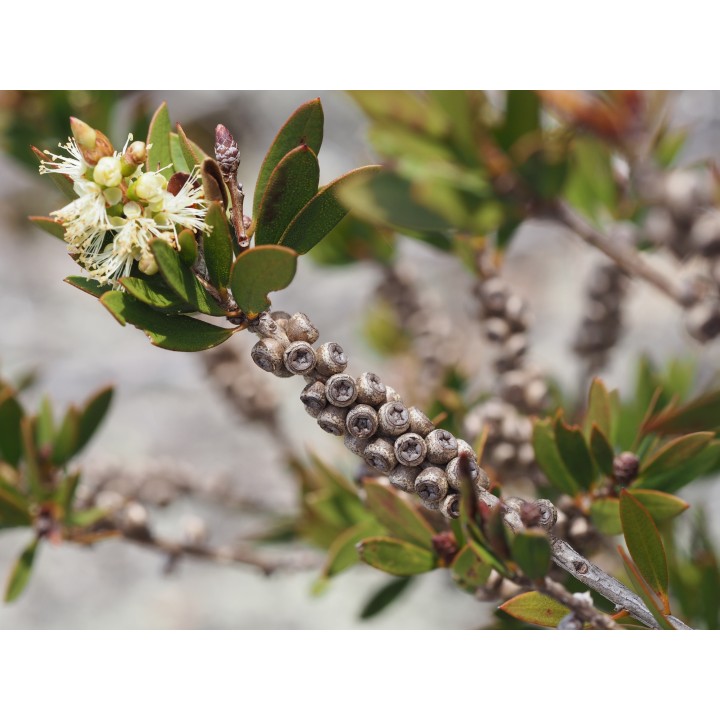 Nasiona melaleuki bladej Lemon Bottlebrush (Melaleuca pallida) - 2.25