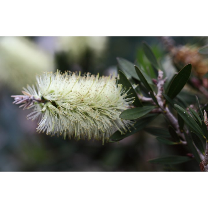 Nasiona melaleuki bladej Lemon Bottlebrush (Melaleuca pallida) - 2.25