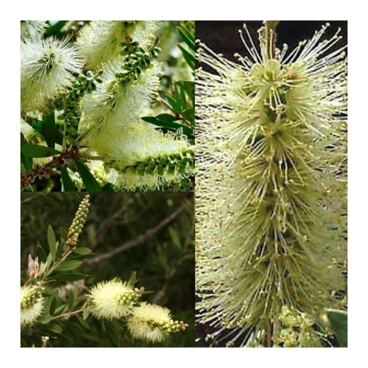 Nasiona melaleuki bladej Lemon Bottlebrush (Melaleuca pallida) - 2.25