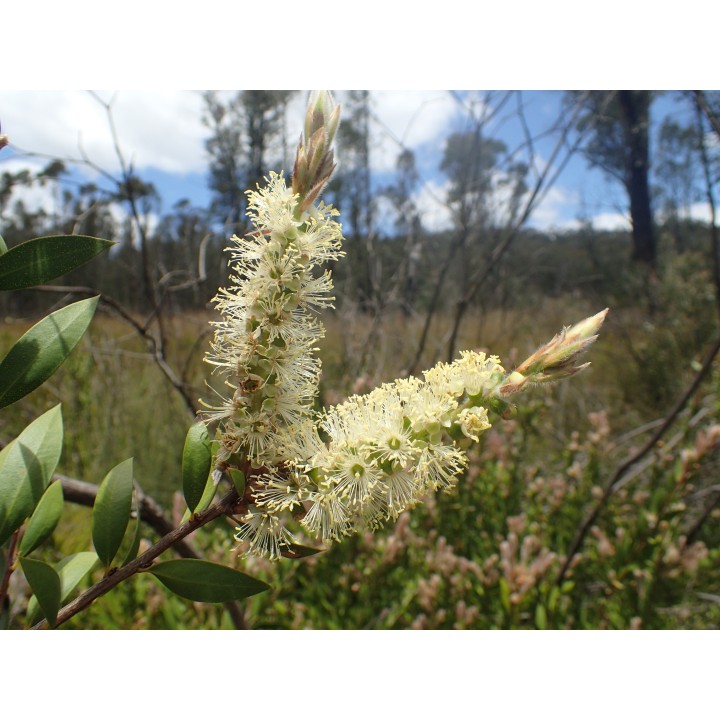 Nasiona melaleuki bladej Lemon Bottlebrush (Melaleuca pallida) - 2.25