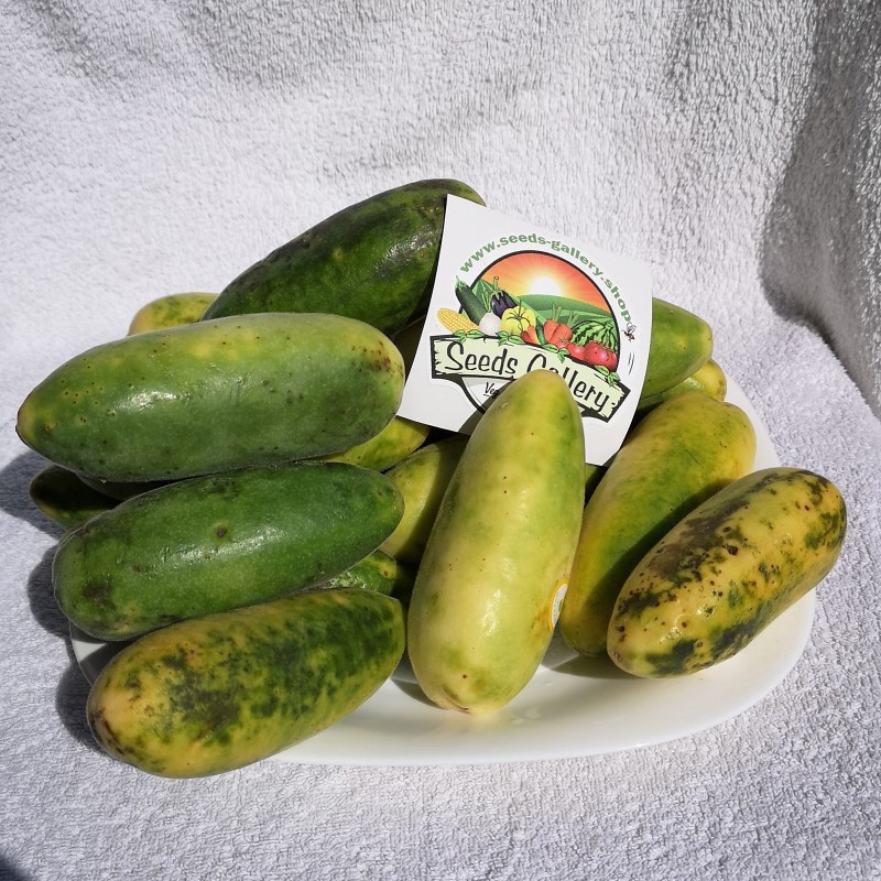Sementes de Maracujá Banana (Passiflora mollissima)