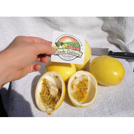 Price: €1.95 - Semi di Frutto della passione Gigante giallo (Passiflora flavicarpa) -