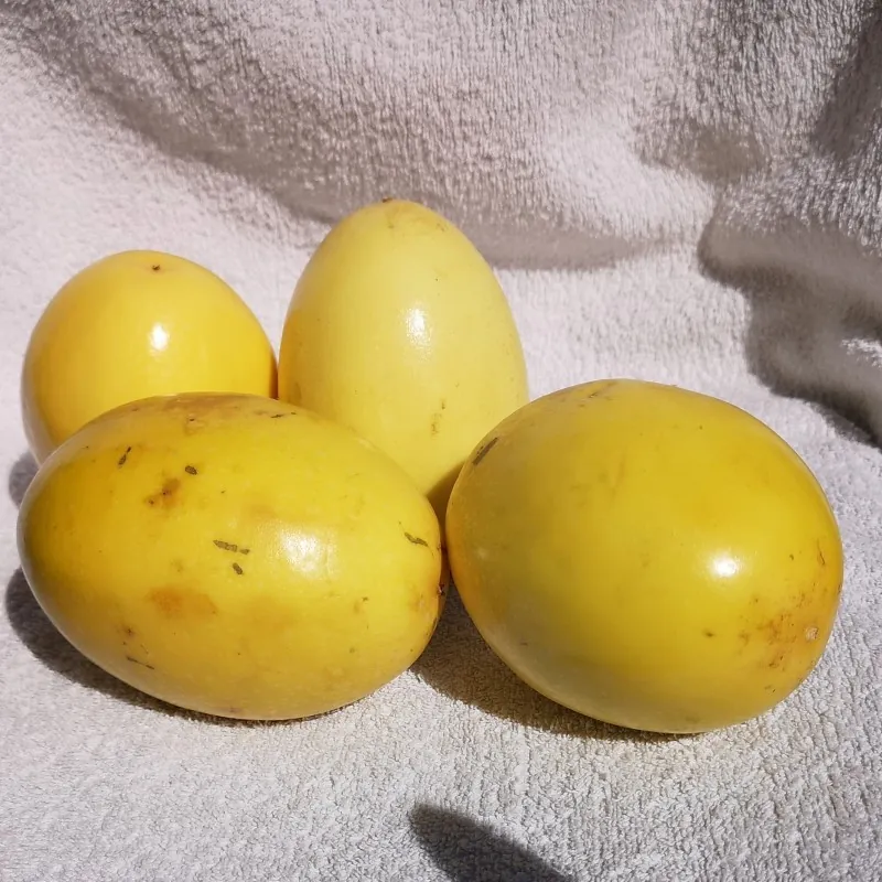 Semillas de Maracuyá Gigante Amarilla (Passiflora flavicarpa)
