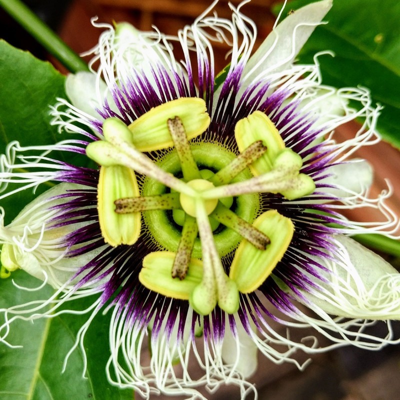 Price: €1.95 - Jätte Gula Passion frukt frön (Passiflora flavicarpa) - 