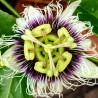 Price: €1.95 - Jätte Gula Passion frukt frön (Passiflora flavicarpa) - 