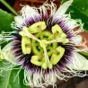 Semillas de Maracuyá Gigante Amarilla (Passiflora flavicarpa)