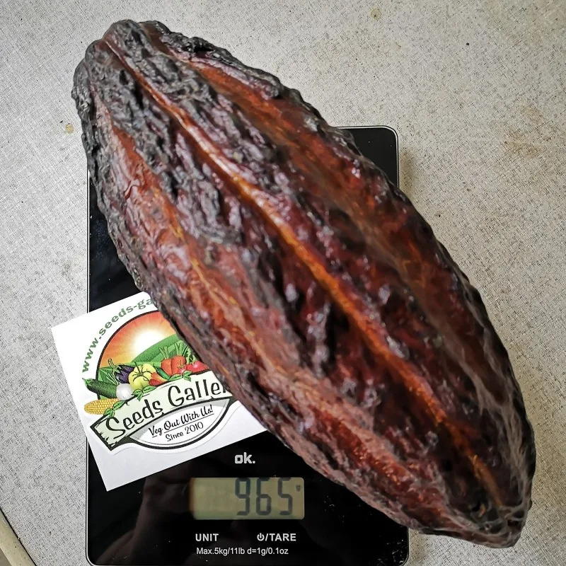 Cacao Tree Seeds (Theobroma cacao)