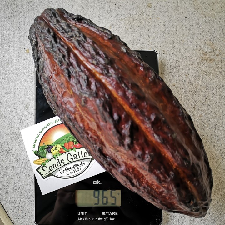 Nasiona kakaowca (Theobroma cacao) - 469.1583