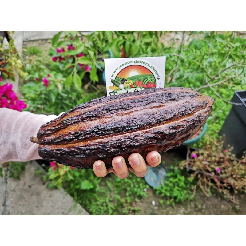 Cacao Tree Seeds (Theobroma cacao)