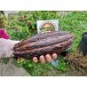 Samen des Kakaobaums (Theobroma cacao)