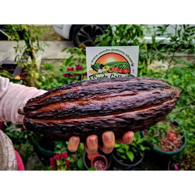 Sementes de Cacaueiro (Theobroma cacao)