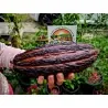 Samen des Kakaobaums (Theobroma cacao)