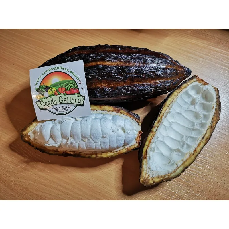 Cacao Tree Seeds (Theobroma cacao)