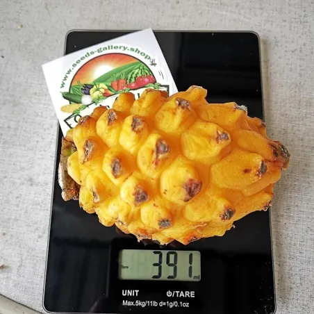Pitaya Jaune, Graines de Fruit du Dragon Jaune (Selenicereus megalanthus)