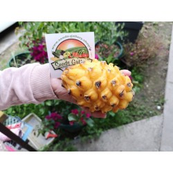 Gelbe Drachenfrucht Samen Pitahaya 2.5 - 4