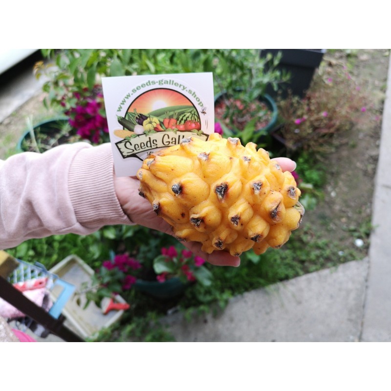 Price: €2.5 - Graines de Pitaya Jaune - Fruit du Dragon (Selenicereus megalanthus) - 