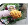 Pitaya Gialla, Semi di Frutto del Drago Giallo (Selenicereus megalanthus)